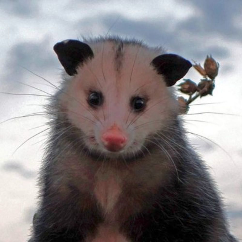 Possum Every Hour