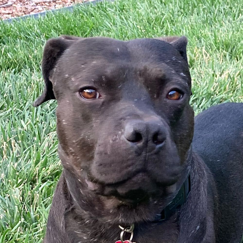 Ralphie the Mini Pittie