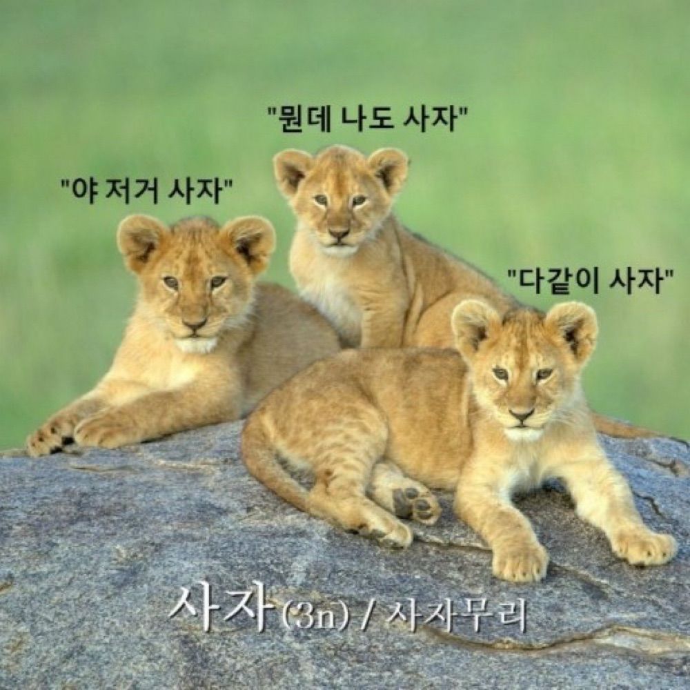 사자