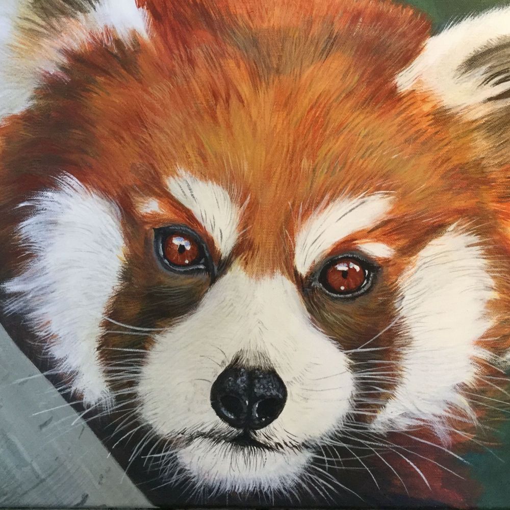 Red Panda