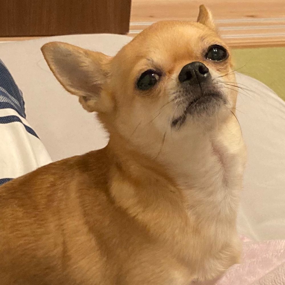 ツルハシ