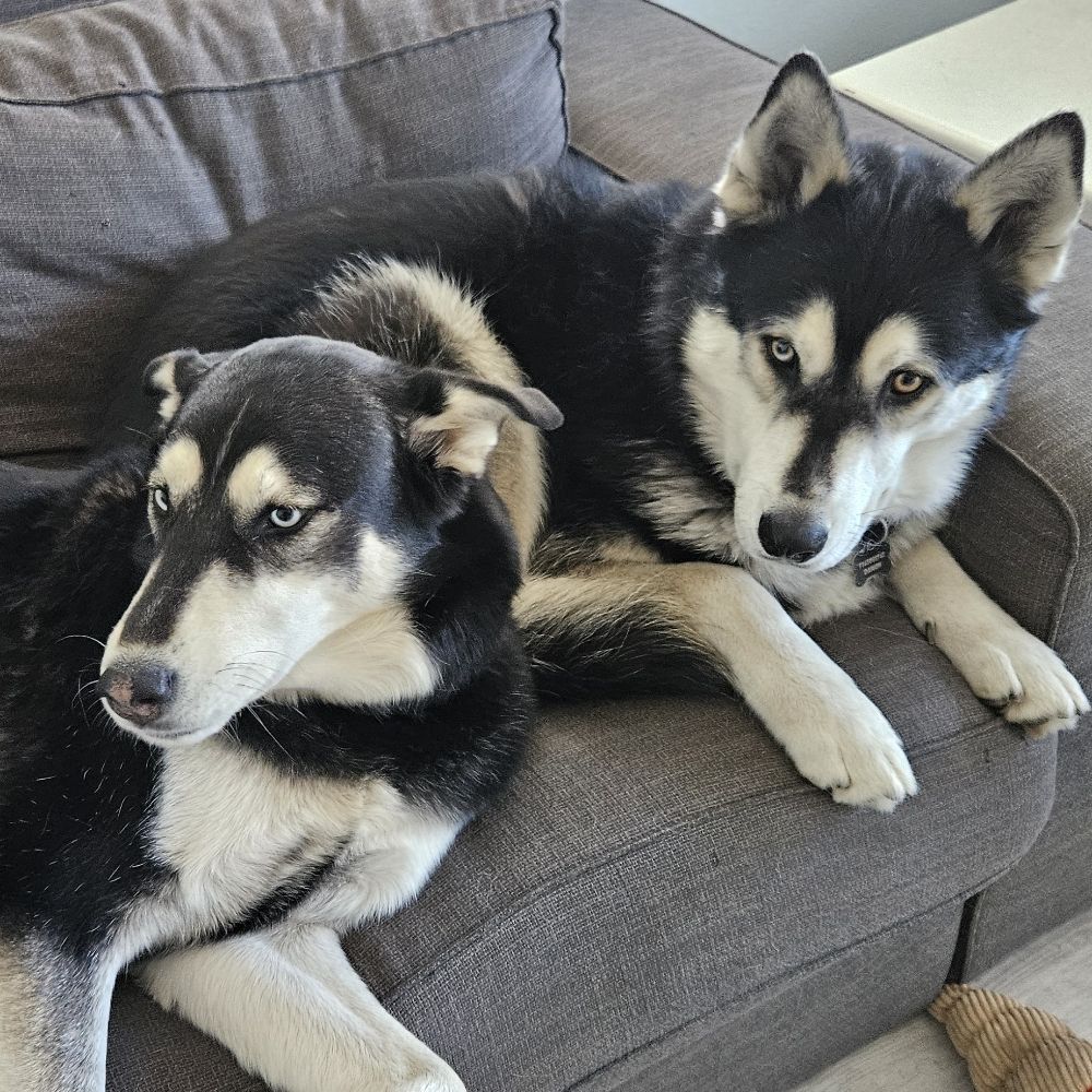Husky mom