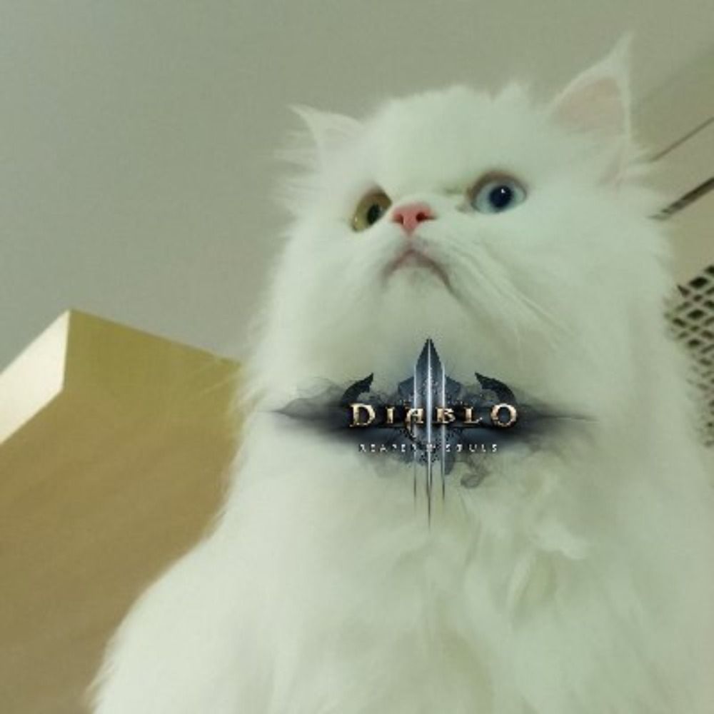 퐁당