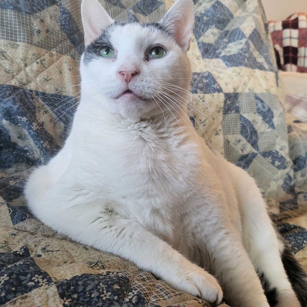 Izzy Meows Aloud