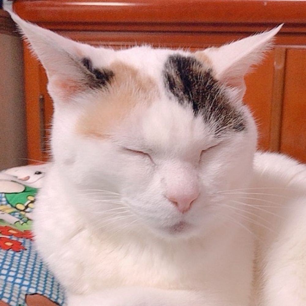 しろこ