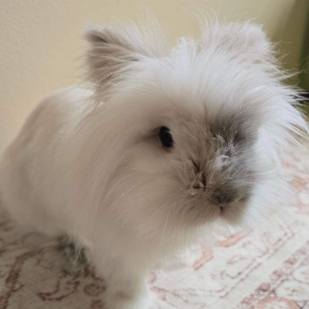 knife-wielding rabbit