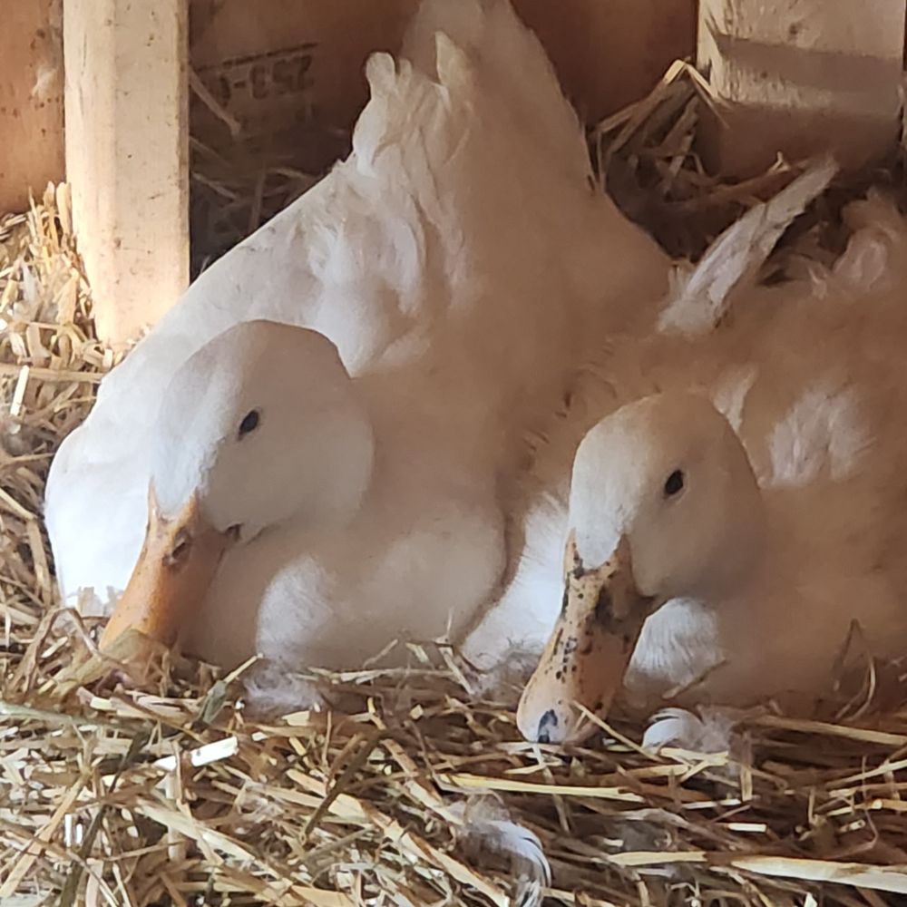Duck 🦆
