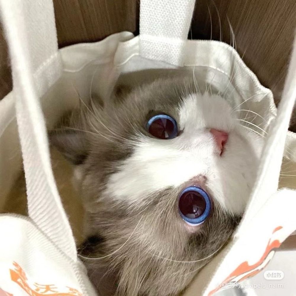 兩歲