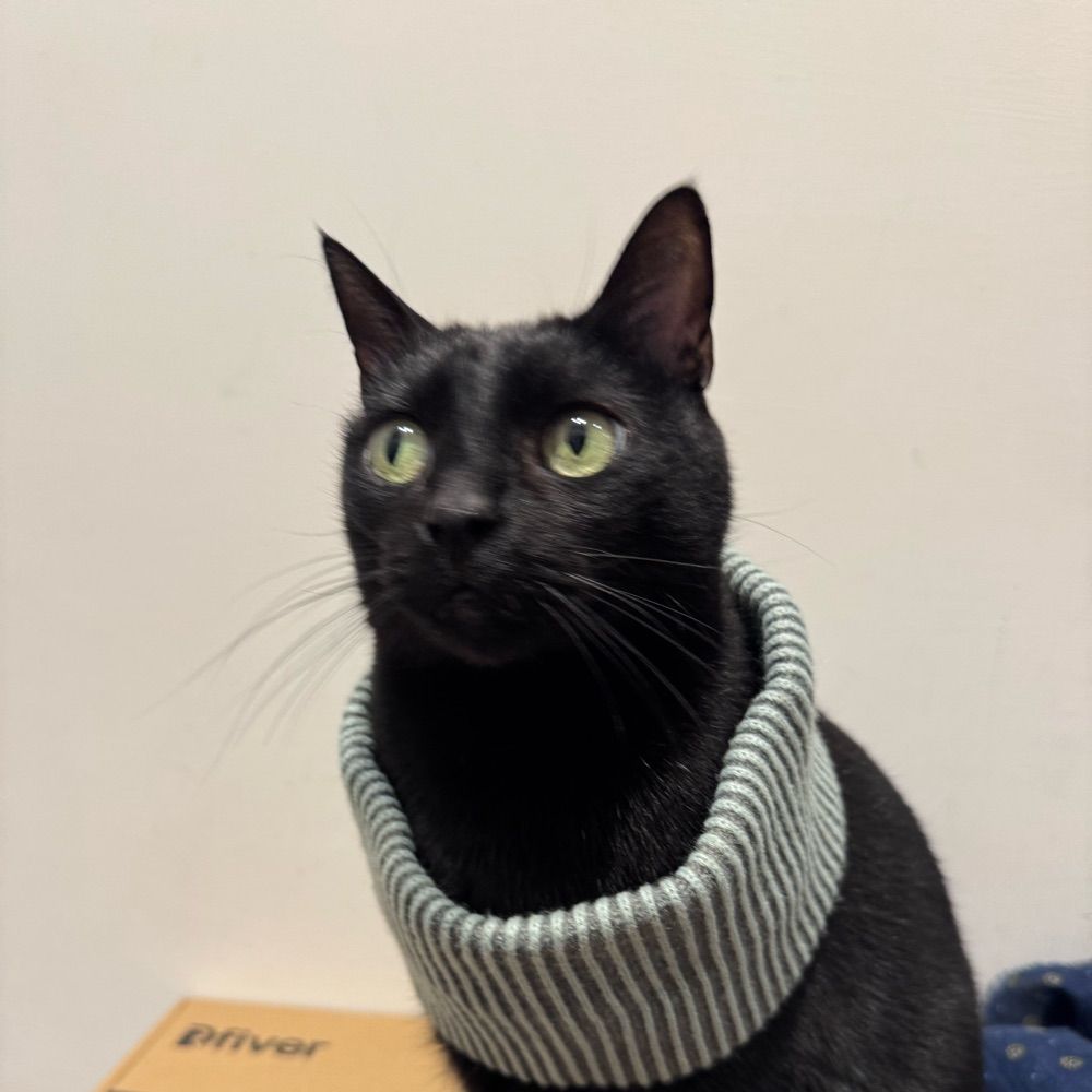 Schiava di due gatti neri