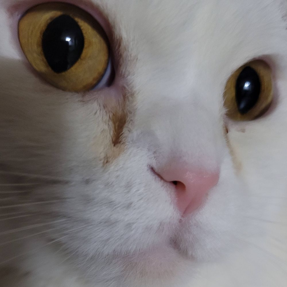 Tofushira