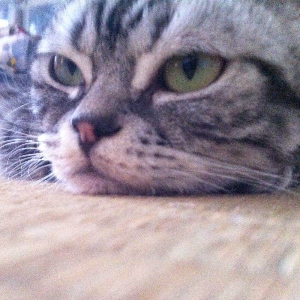 まいく / 猫，幼児，Engineering Manager