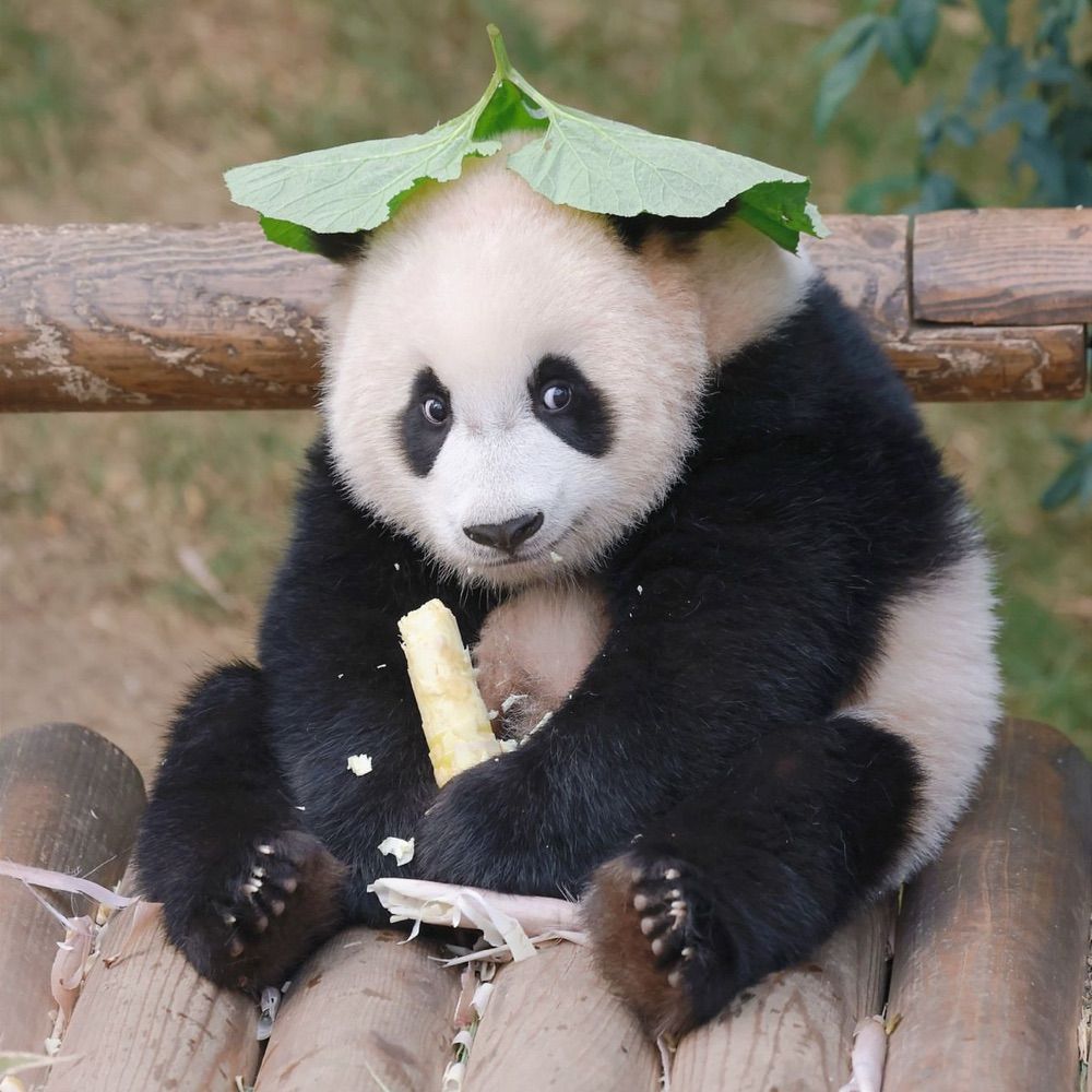 michele 🐼