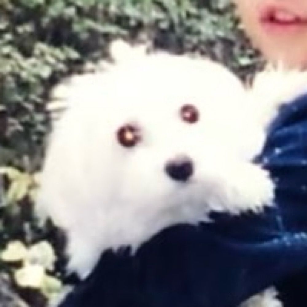 白い良い犬