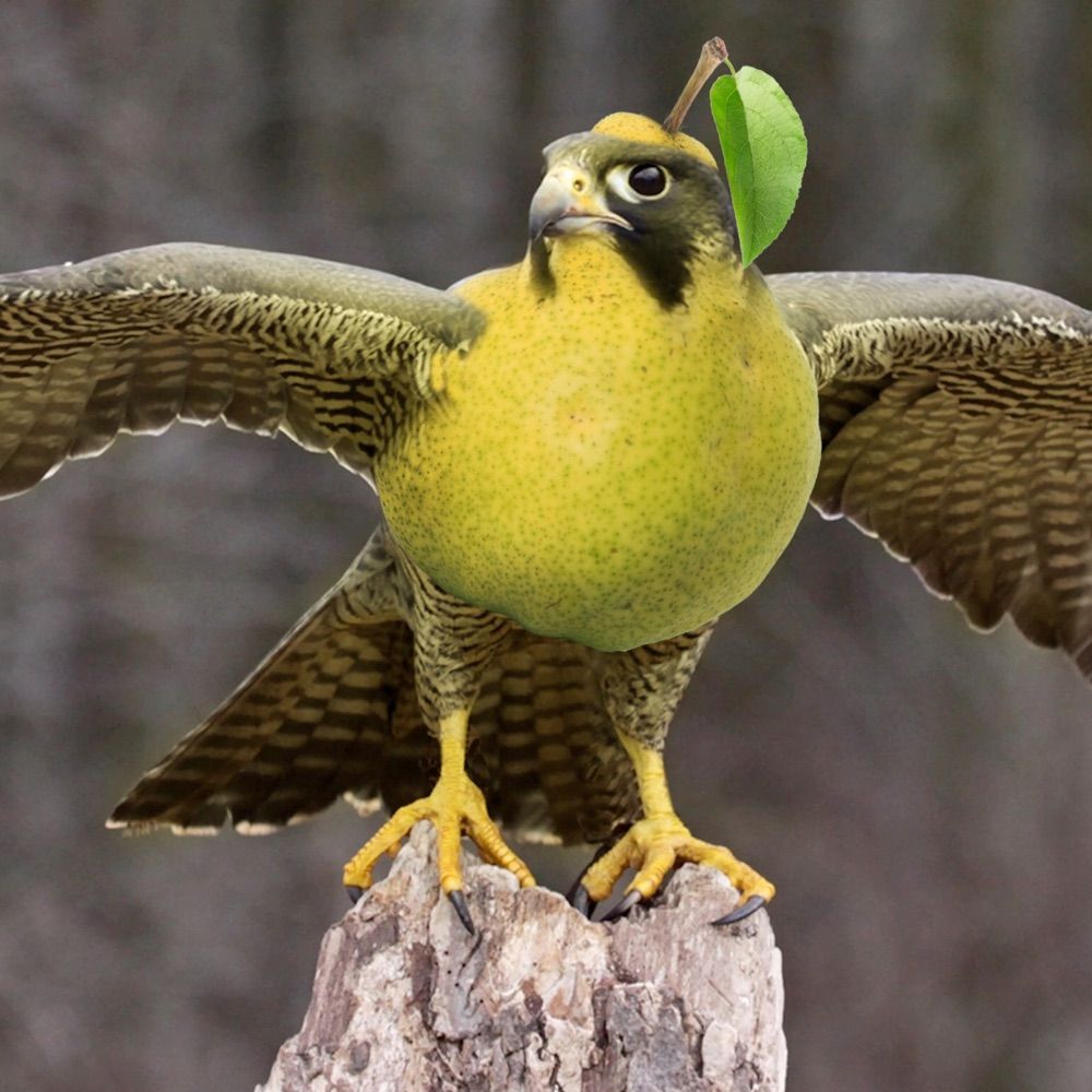 Peregrine