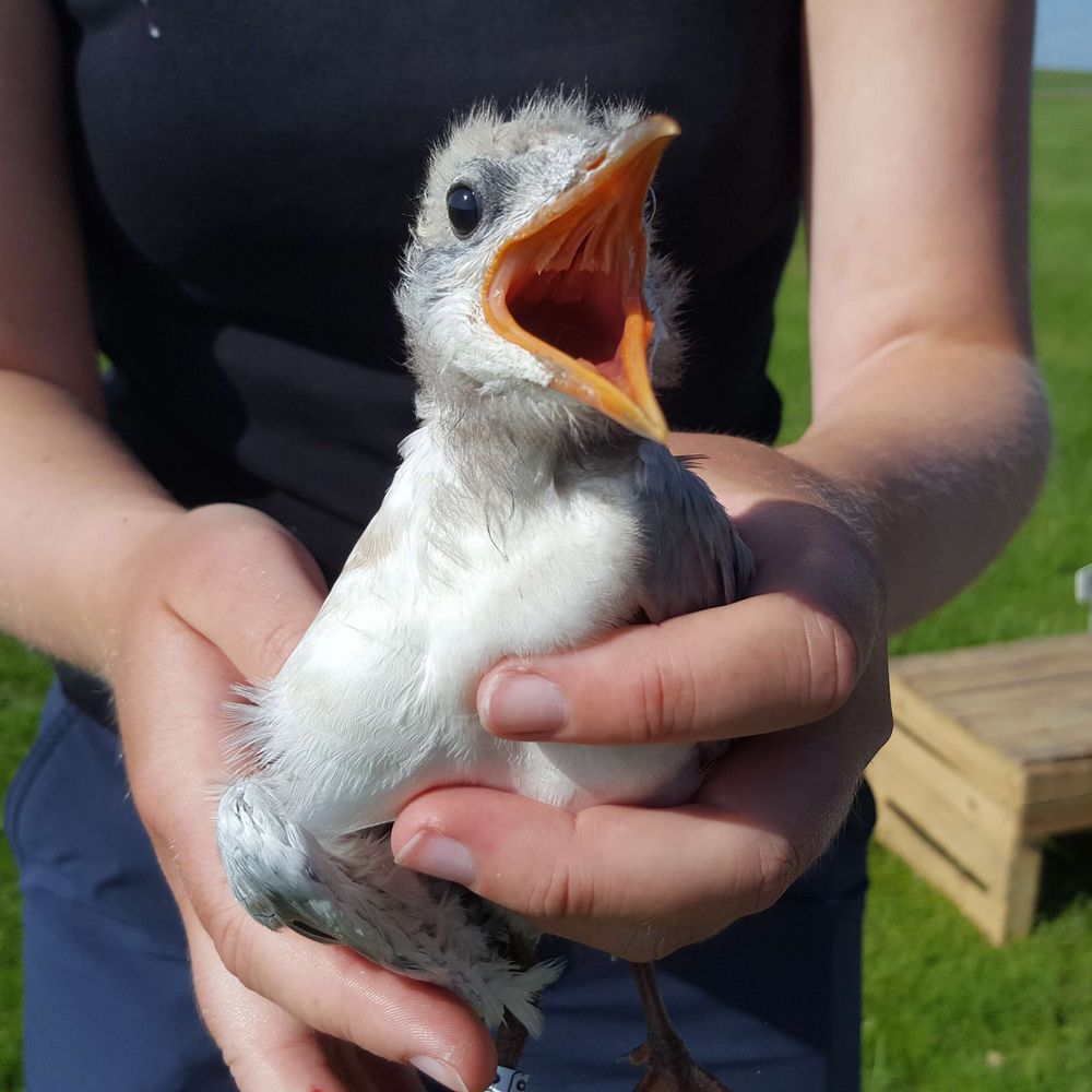 Gull-billed tern conservation