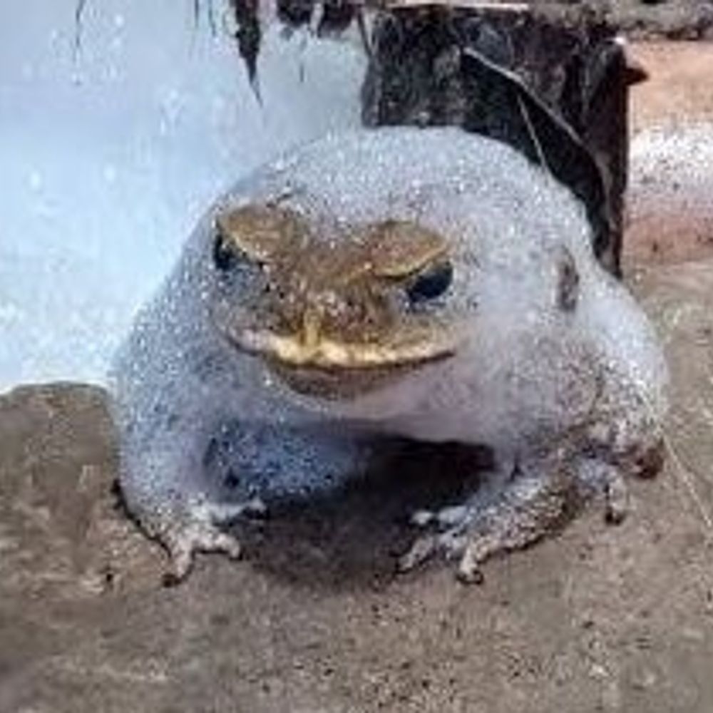 Rafa