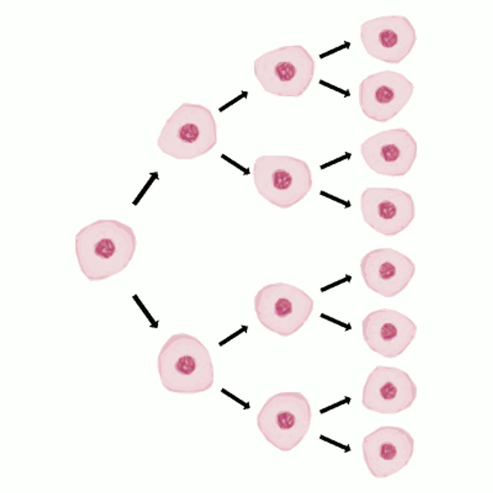 Mitogen