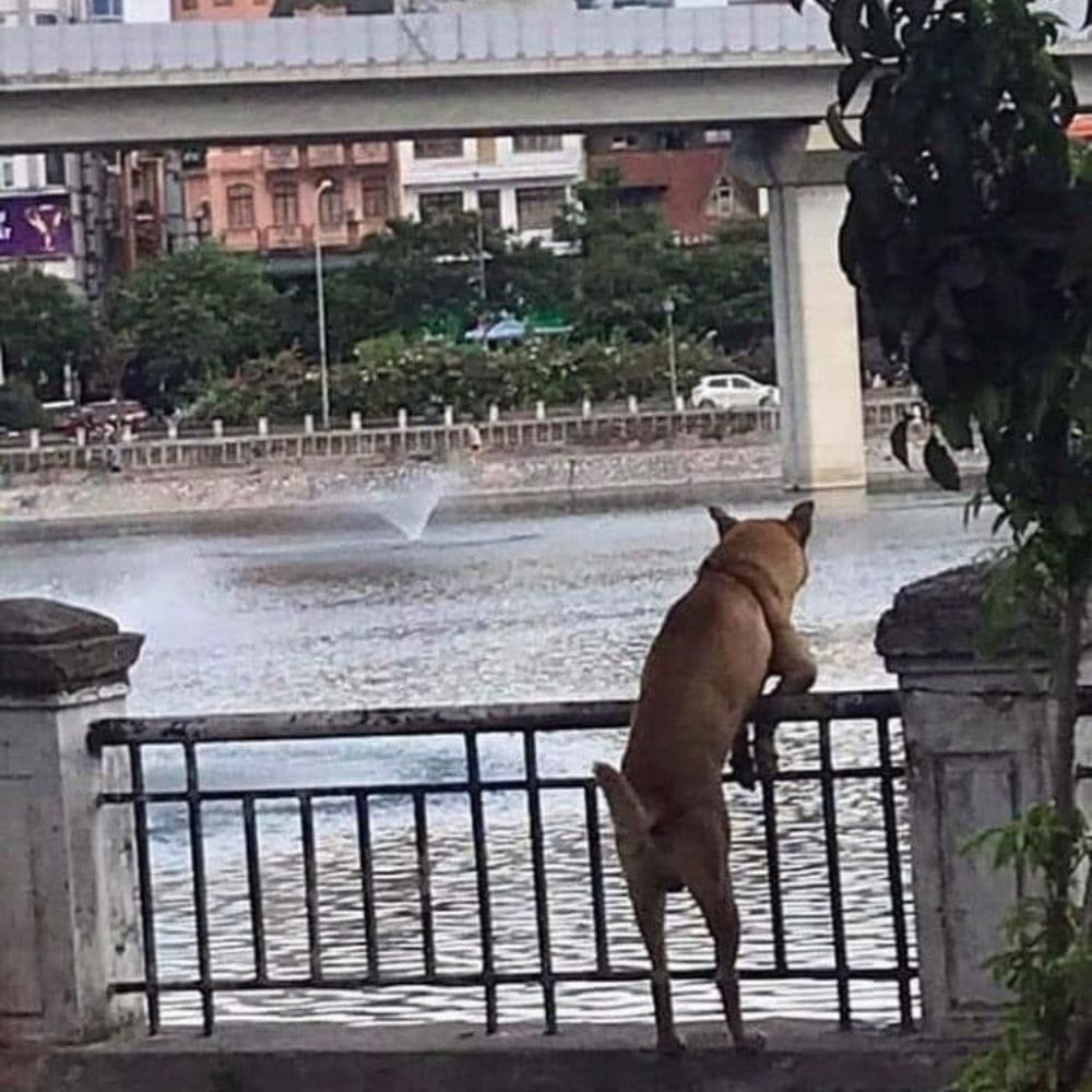 BadGurlDoggo