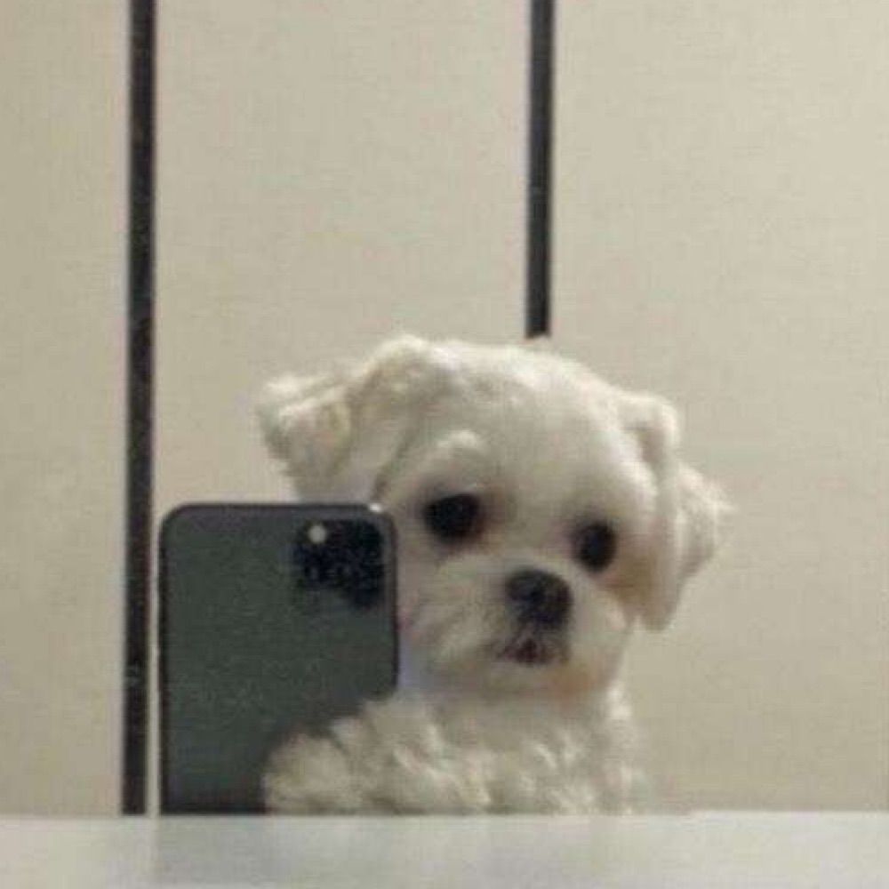 maju
