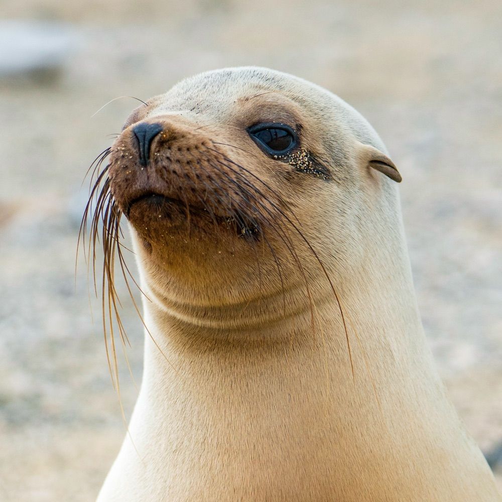 Tsəqw the Sea Lioness