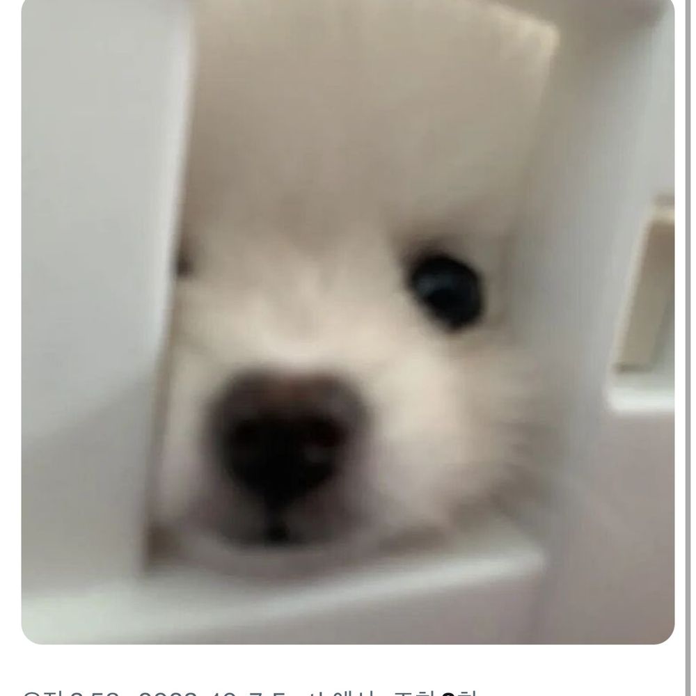 🐶