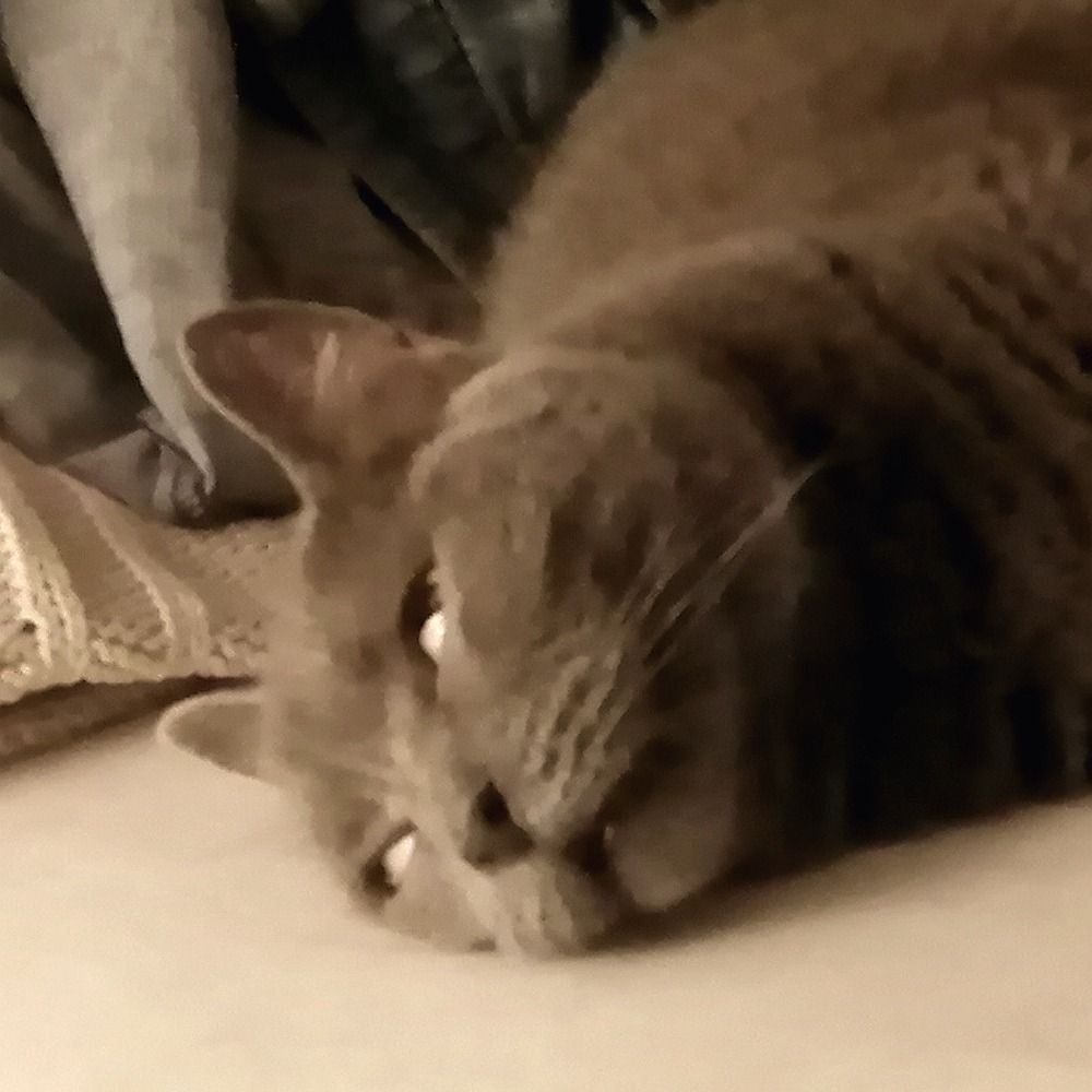 SadBean