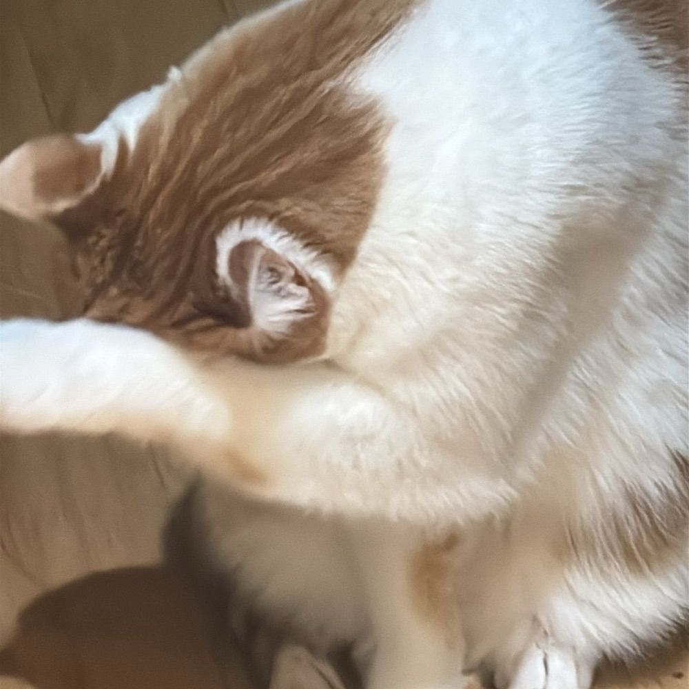 CM