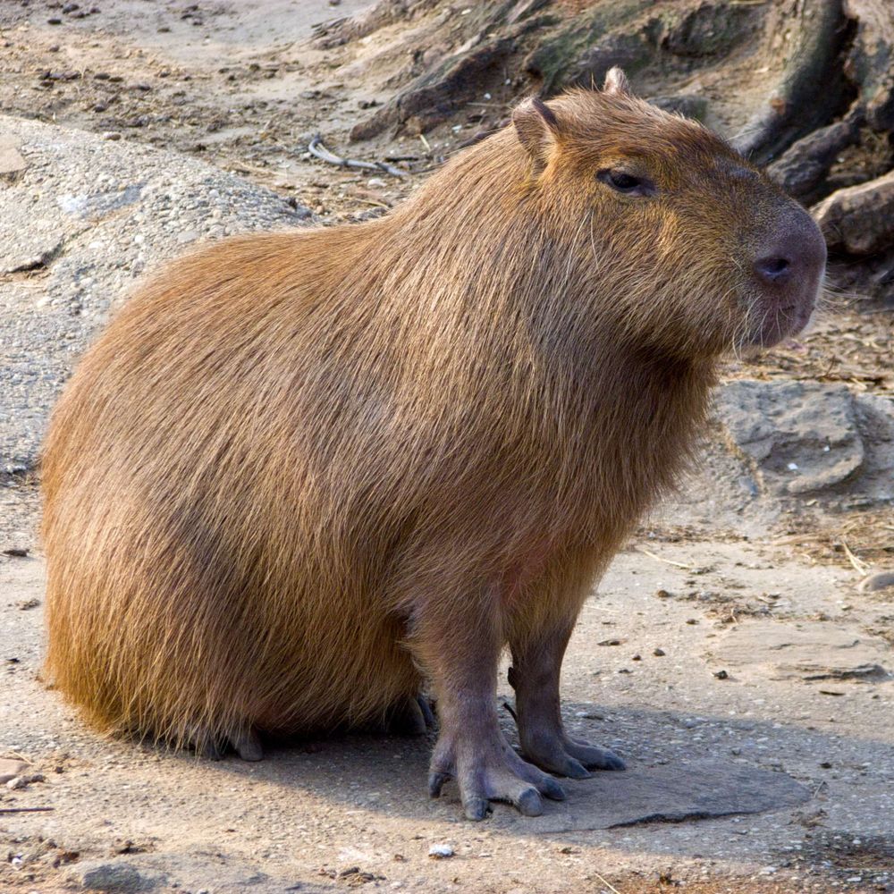 CapybaraNews