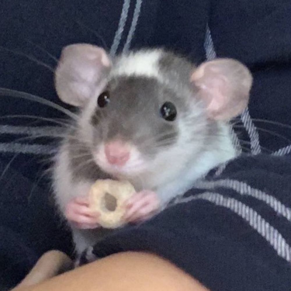 Mat