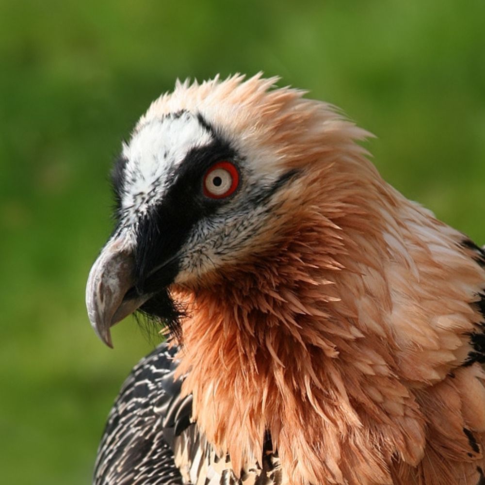 bird of prey