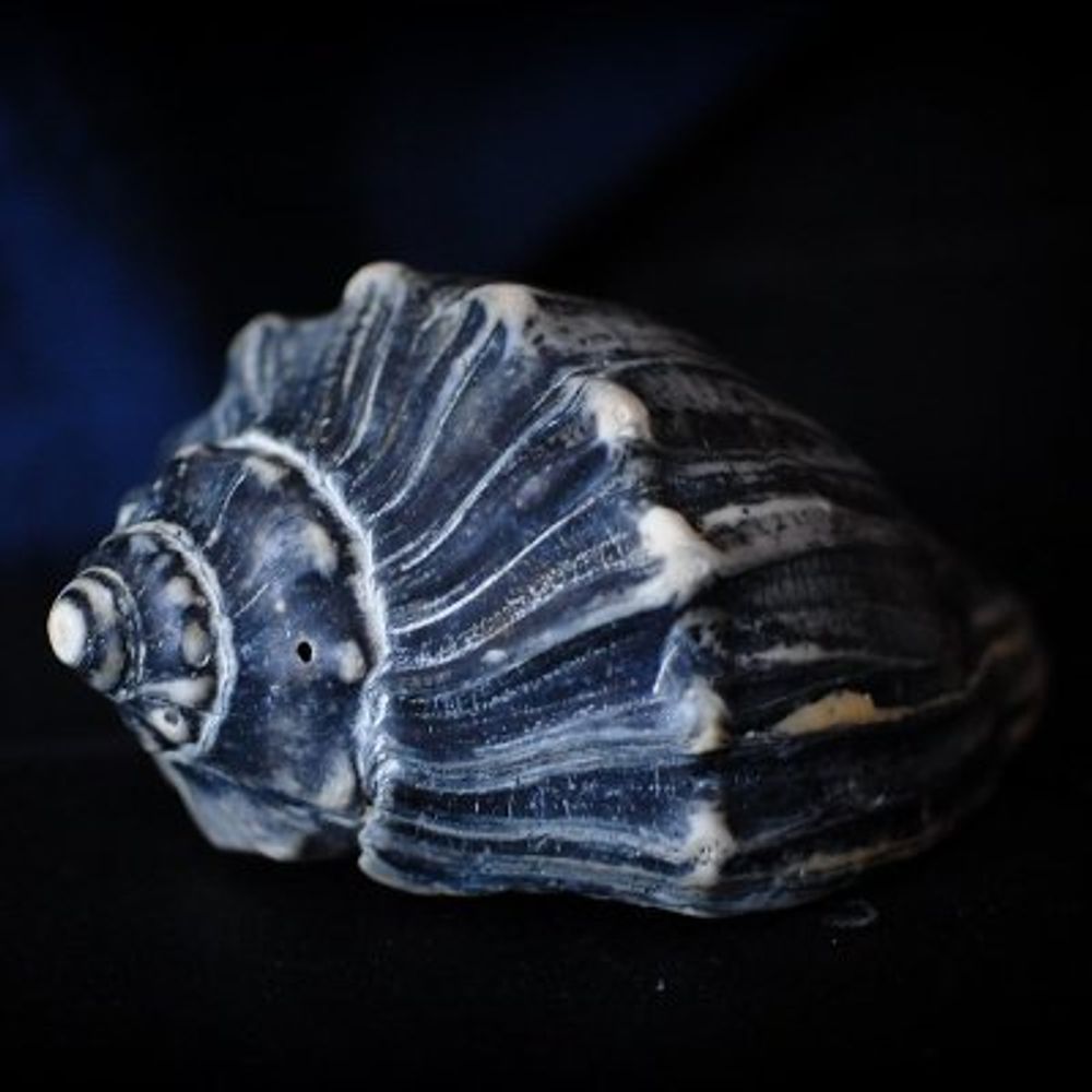 Black Conch