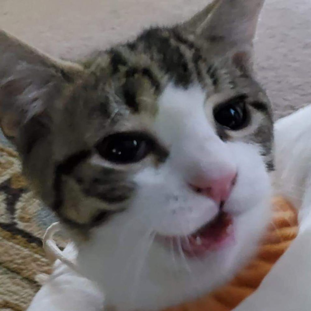 Emo Kitty