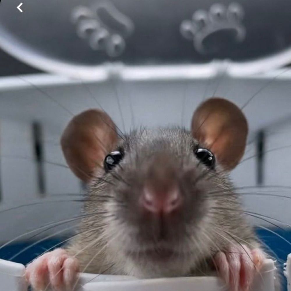 RAT