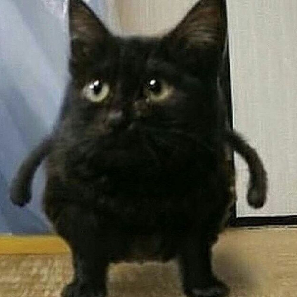 haaarupx