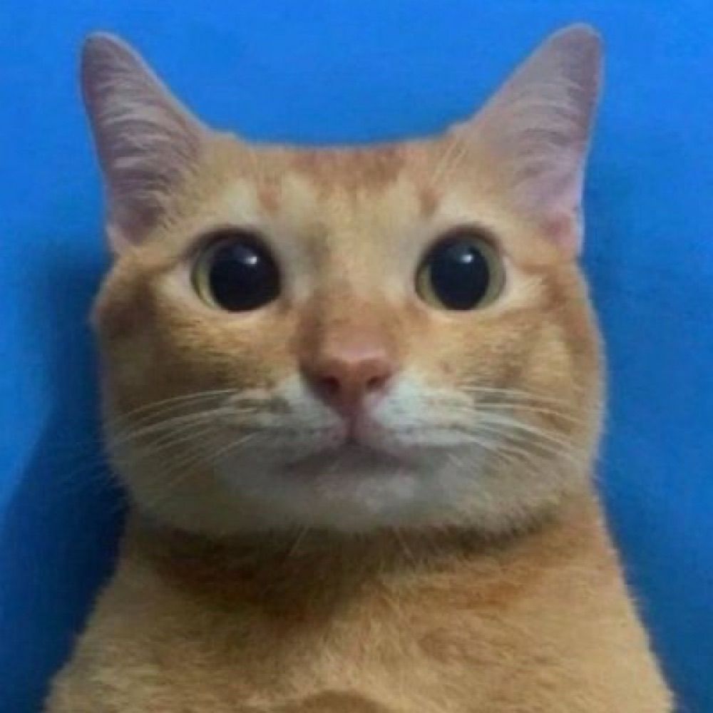 Cat Dealer
