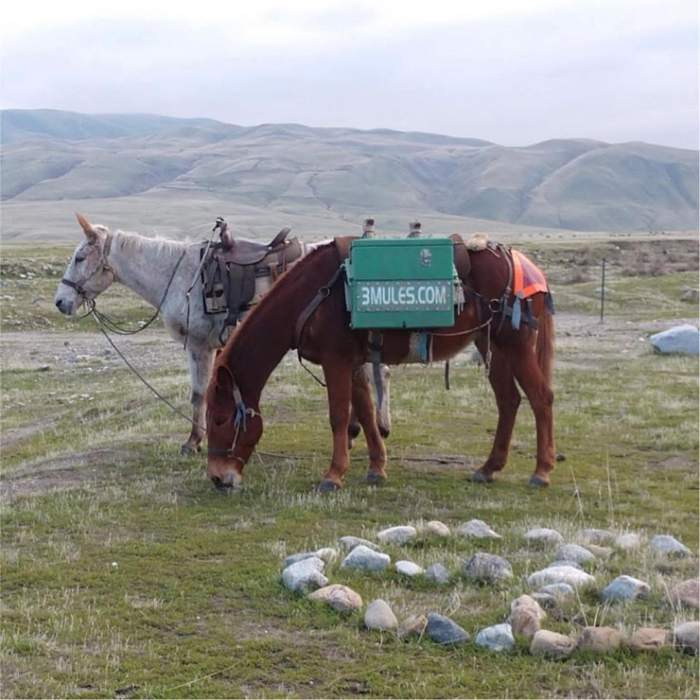 3 Mules