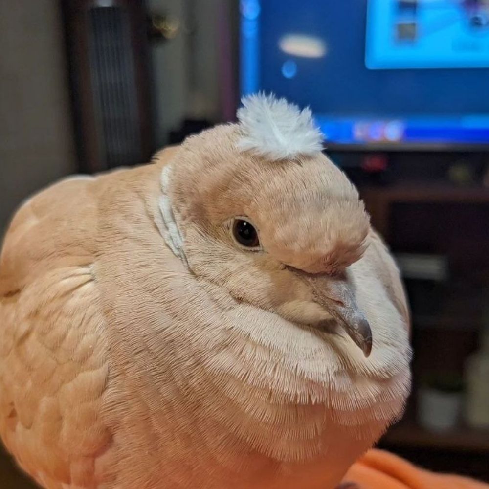 Голубка
