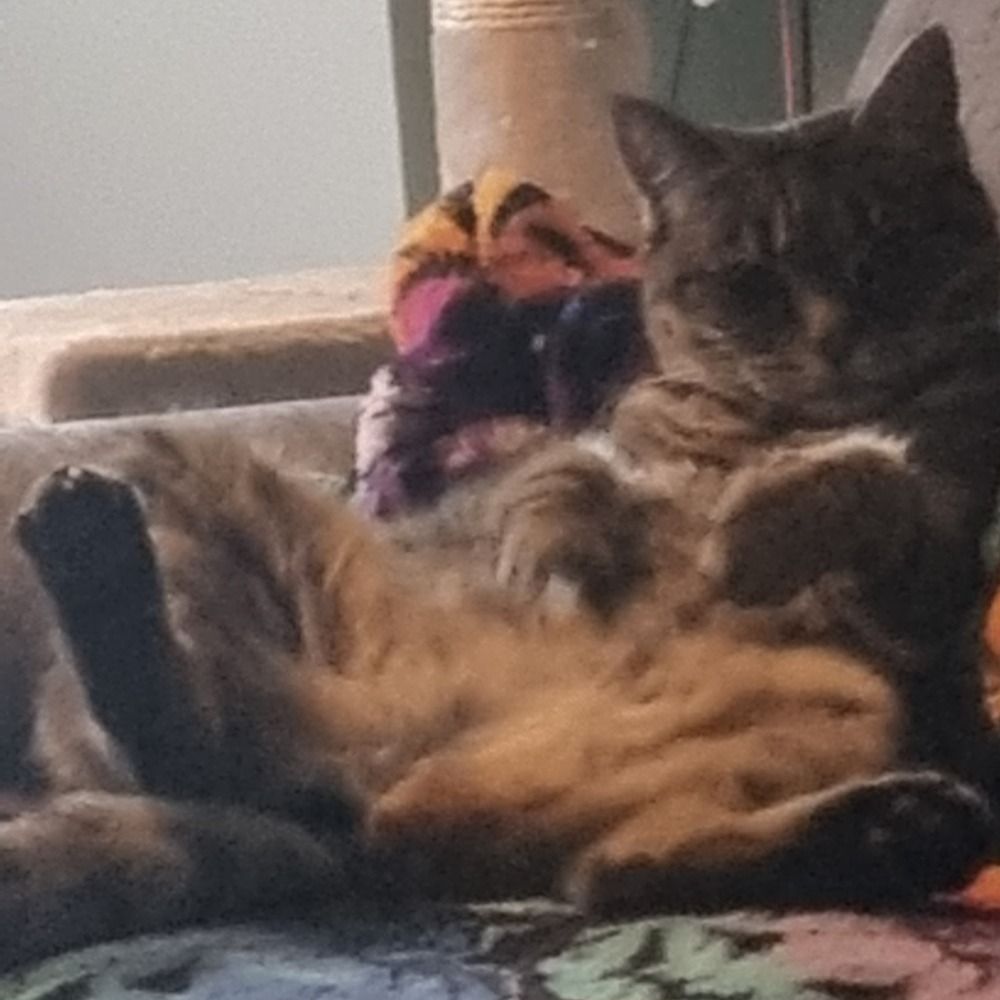 TheMcFluffy