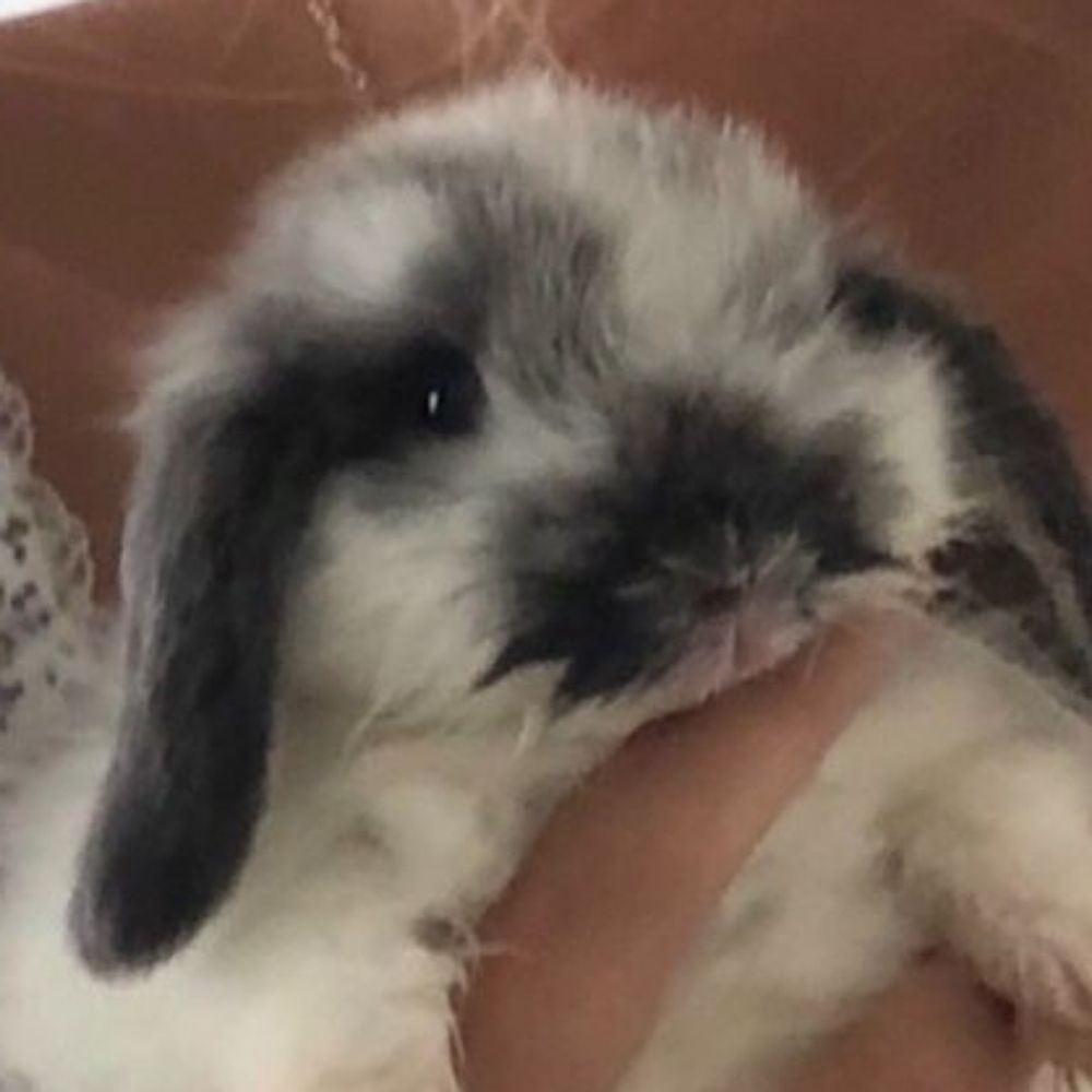 clarice