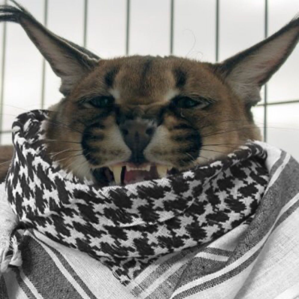 🇵🇸Seal enjoyer🇯🇴