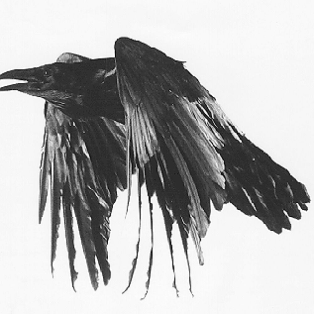 Ross Polly