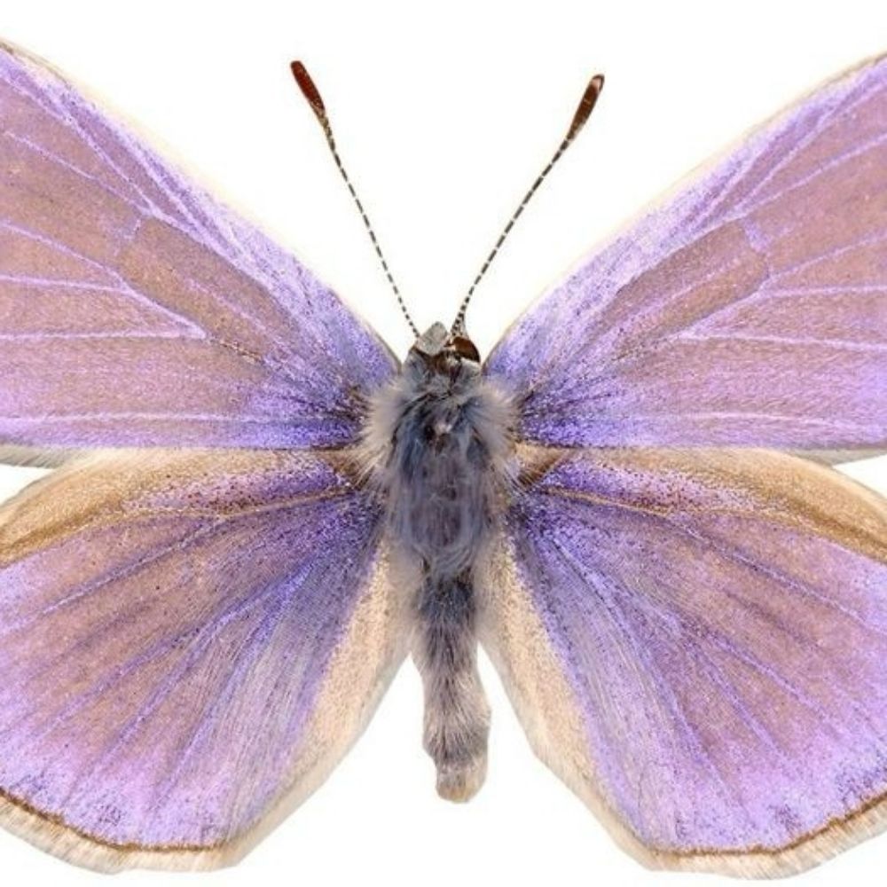 𓆞