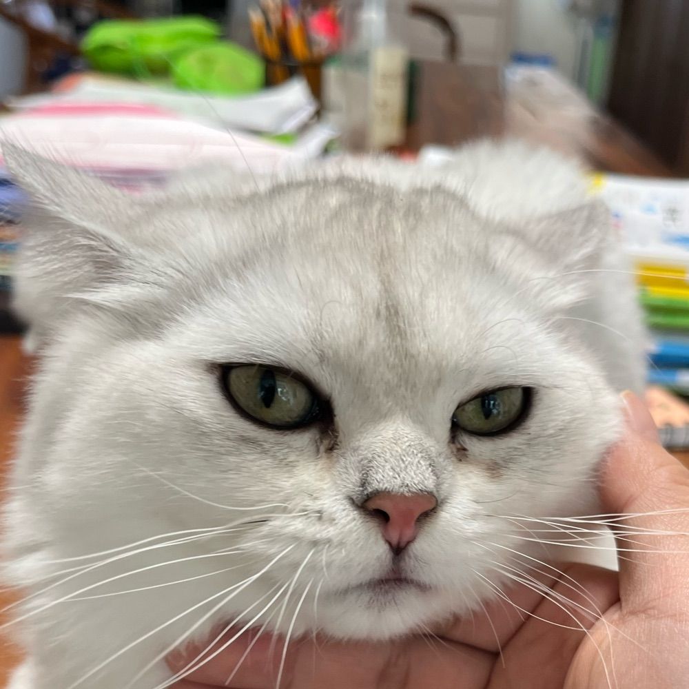 春哥