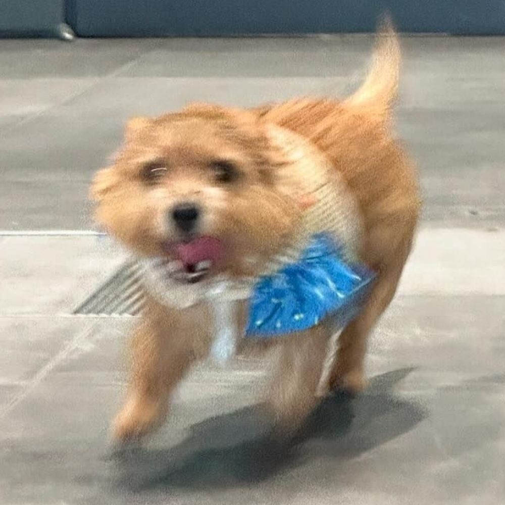 애옹