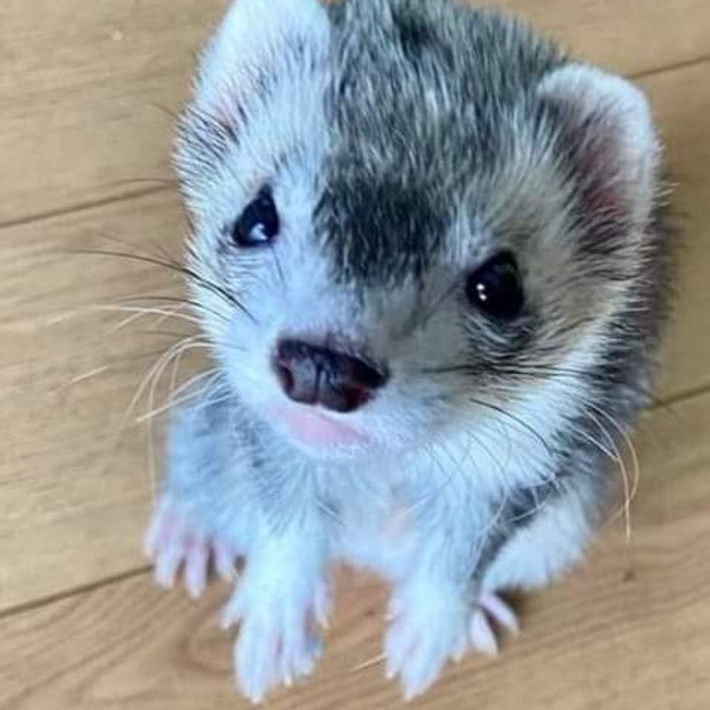 ferret