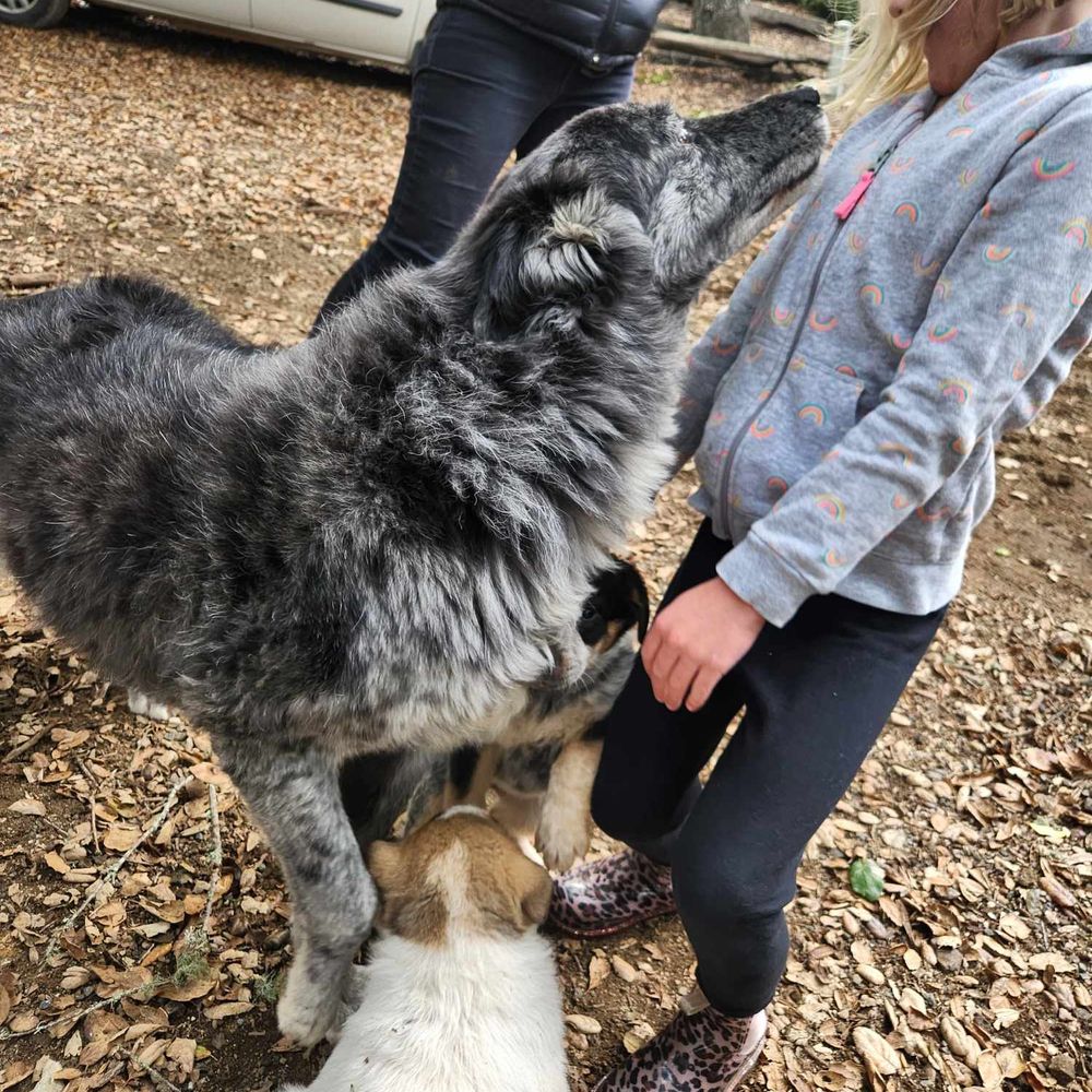 Central Coast Herding Dog Rescue
