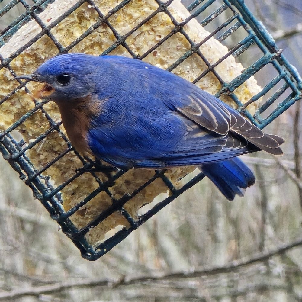 Blue in NC