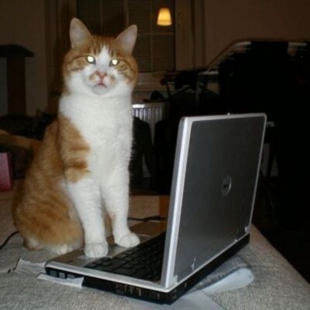 Peter the Cat