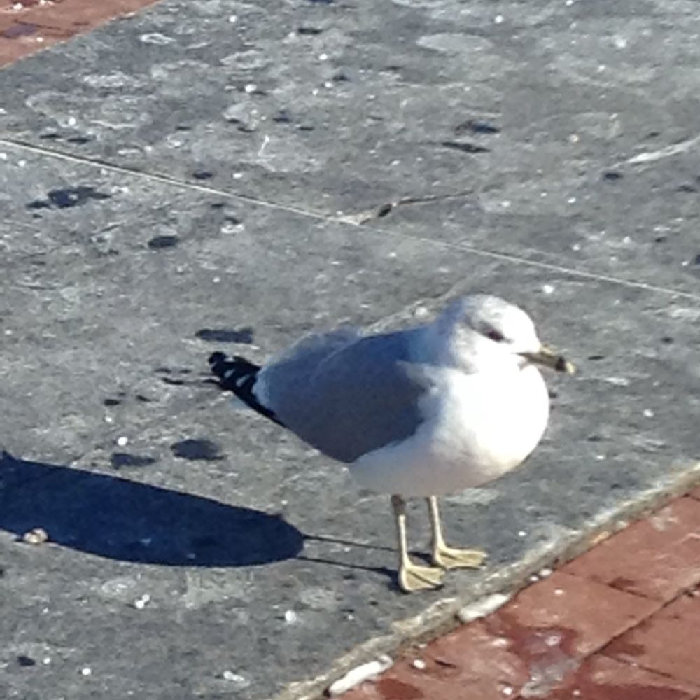 しんした