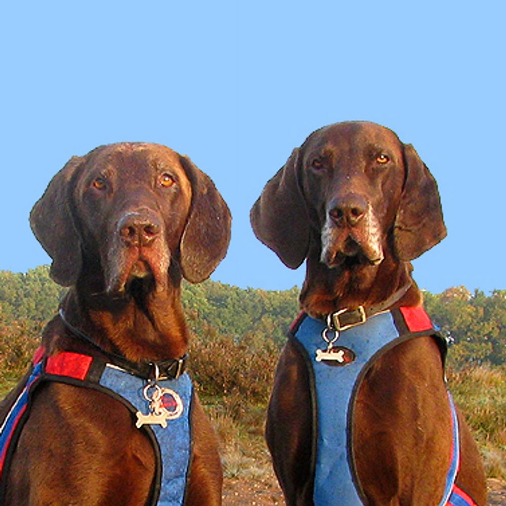 Thomas & Spencer Pointercross